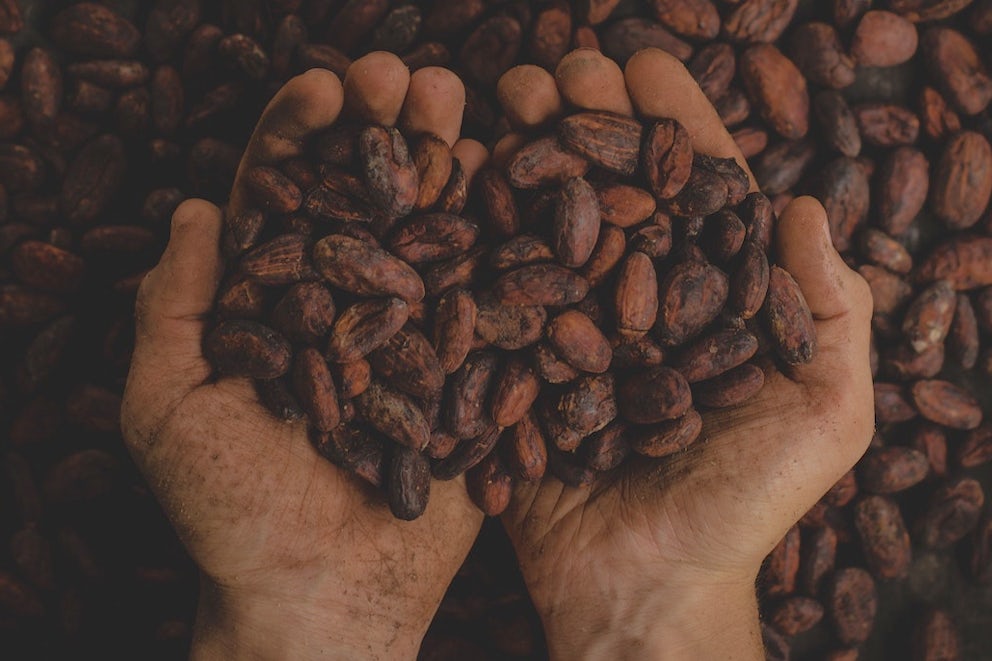 A pair of hands holds aged cacao seeds that will (eventually) be processed into the chocolate we know and love.