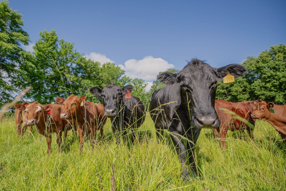 Livestock are crucial to regenerative agriculture and healing the soil.