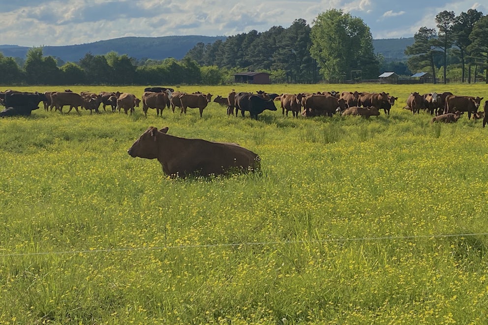 Regenerative Agriculture Is Transforming Heifer Ranch Into the Garden of Eden.