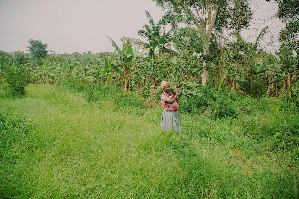 A woman in a field holds a bundle of green fodder.
