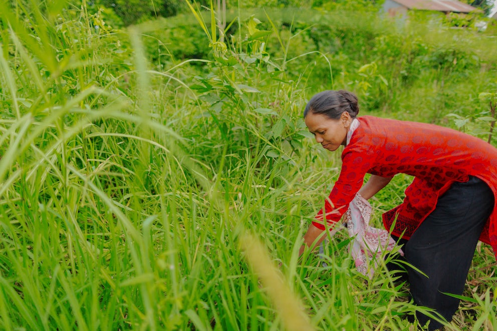 A woman in a red tunic harvests crops in a field.