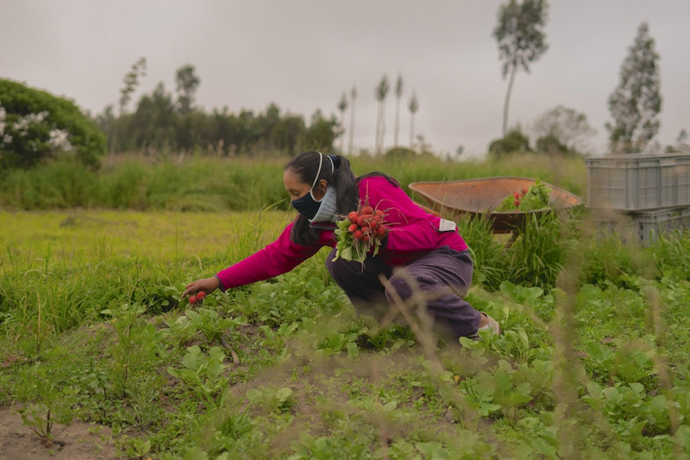 A woman harvests produce from her garden.
