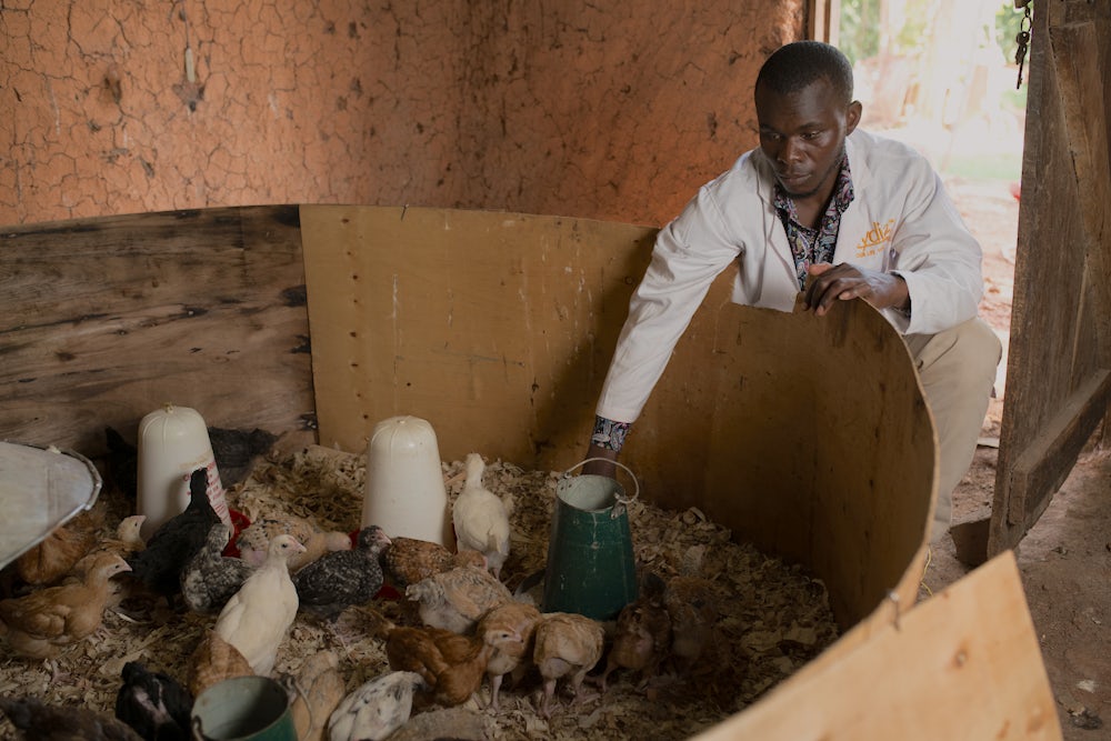 A Kenyan chicken farmer kneels by a pen containing some of his flock.