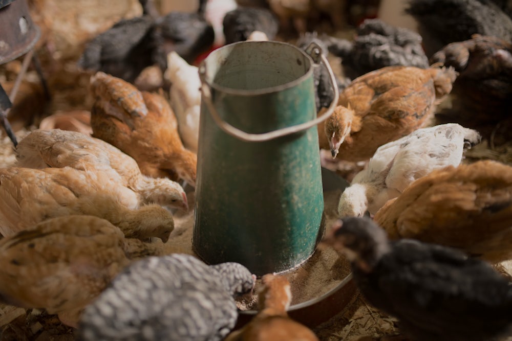 A close up shot of chickens feeding.