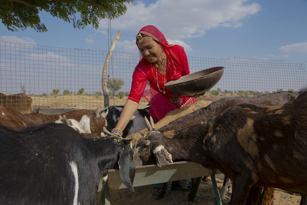 An Indian woman leans down to feed her goat herd fodder. 