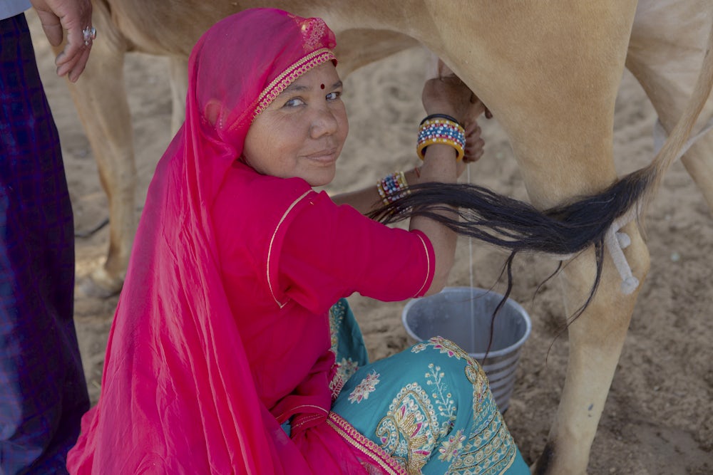 An Indian woman wearing pink garments looks over her shoulder at the camera while she milks a cow.