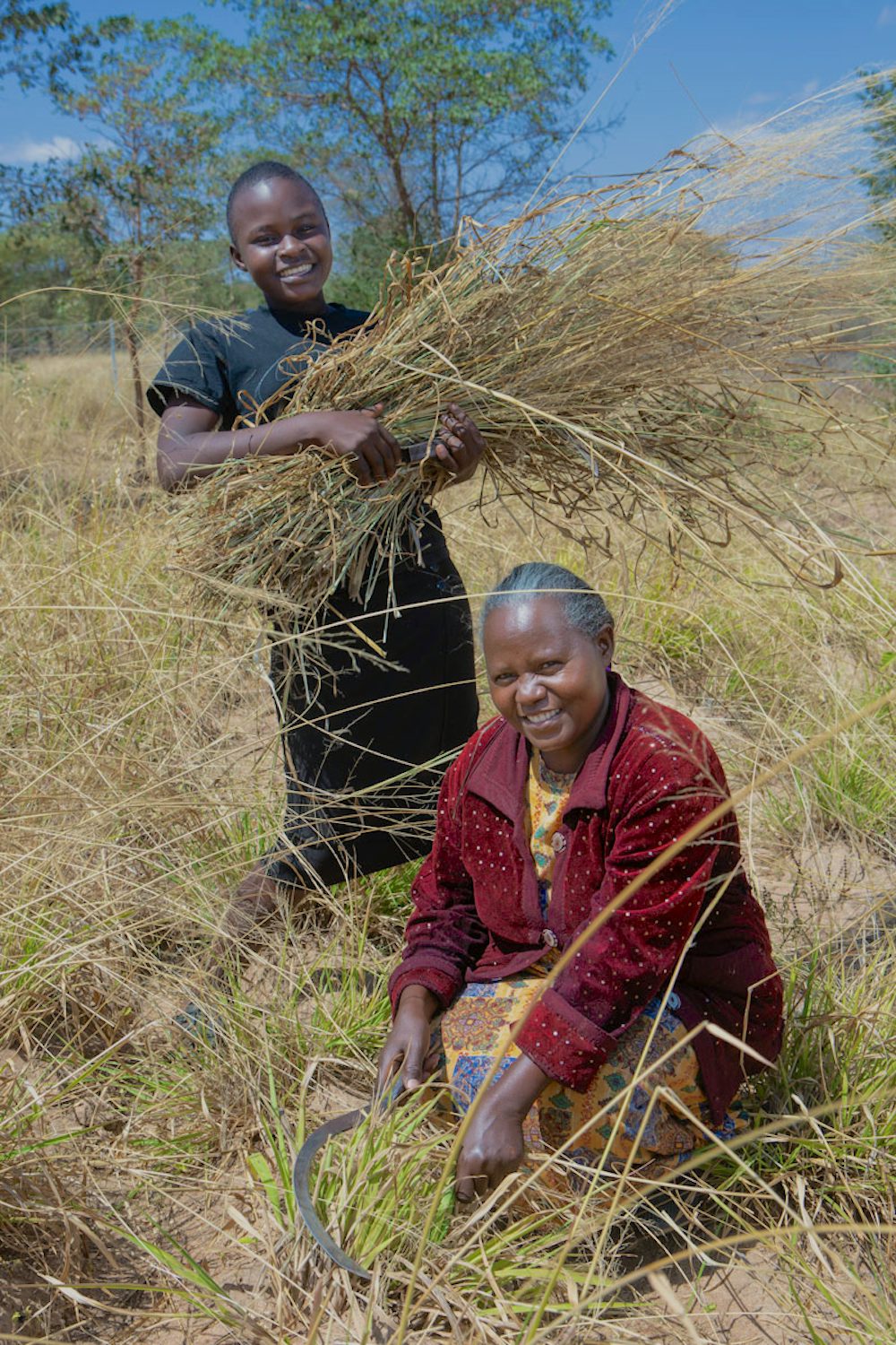 A youth farmer harvests cattle fodder with her mother.