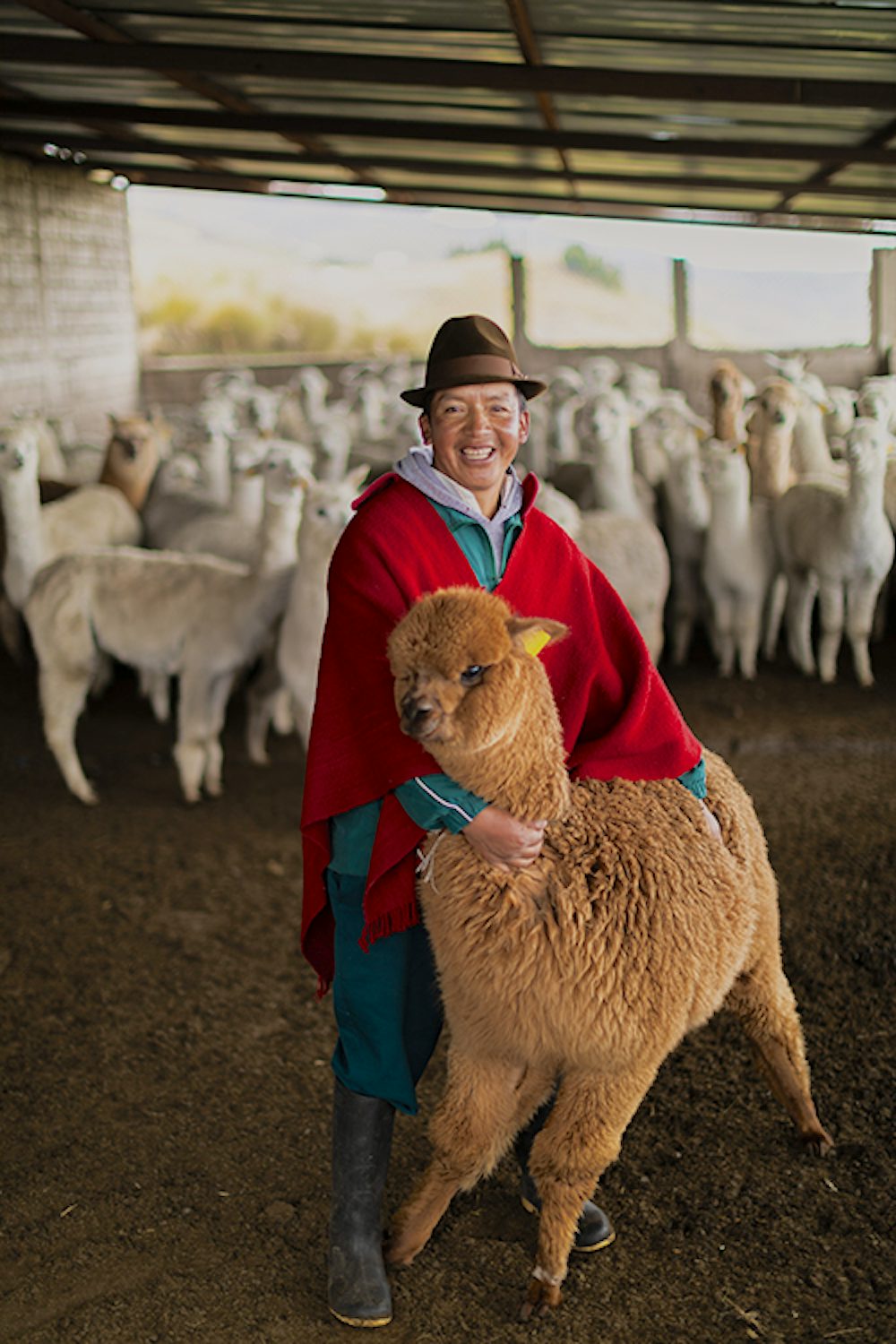 Paco Quishpe, 46, poses with one of the community alpacas. 