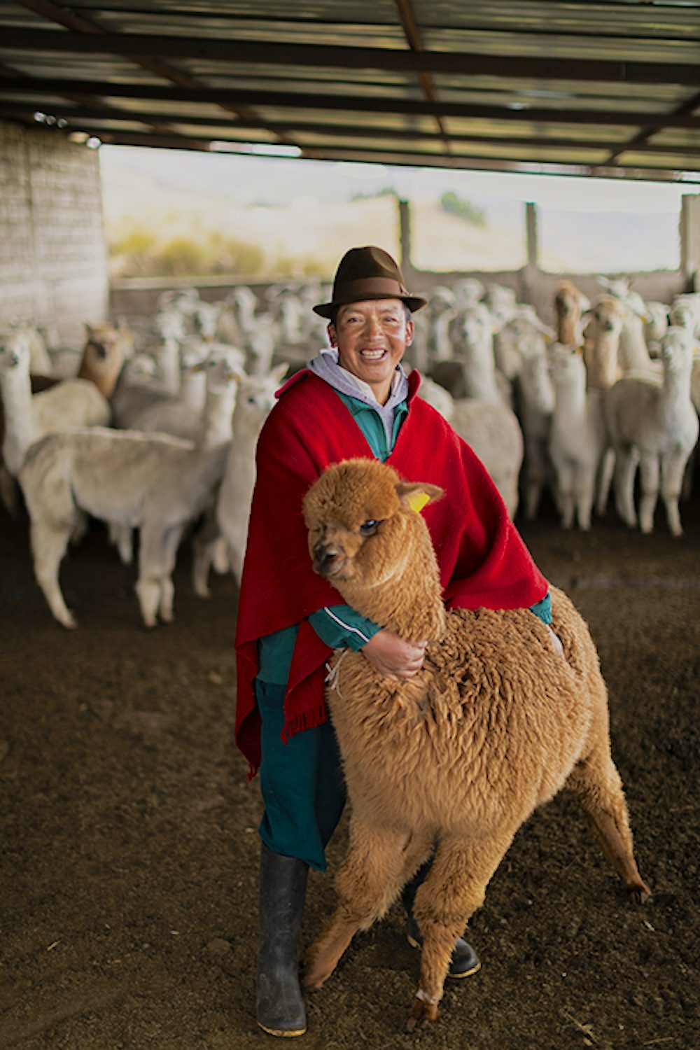 Paco Quishpe, 46, poses with one of the community alpacas.