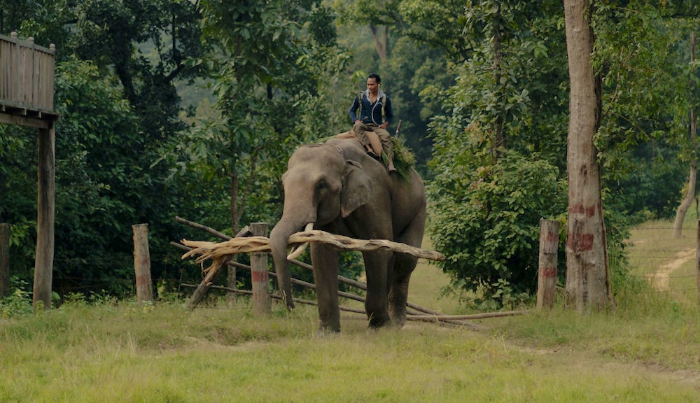 Samir the elephant gathers firewood at Banke National Park. Photo by Joe Tobiason.