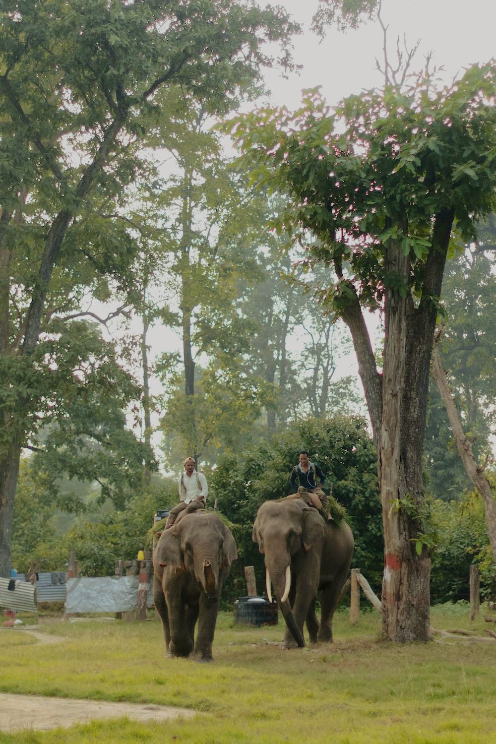 Mahouts, or elephant riders, guide elephants Samir and Ganesh inside Banke National Park. Photo by Joe Tobiason.