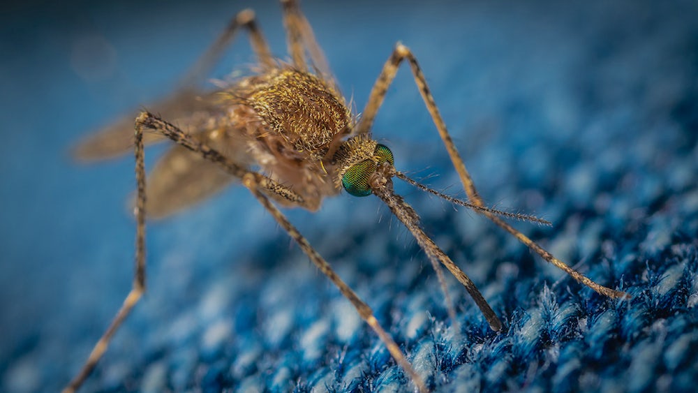 Extreme close-up of mosquito on blue carpet