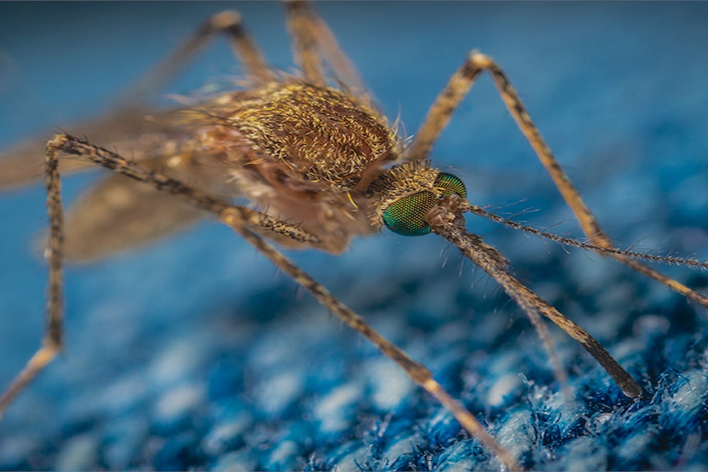 Close-up photo of a mosquito on blue carpet