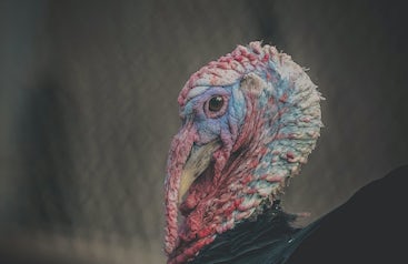 8 Facts You Didn't Know About Turkeys | Heifer International 8 Facts You Didn't Know About Turkeys | Heifer International
