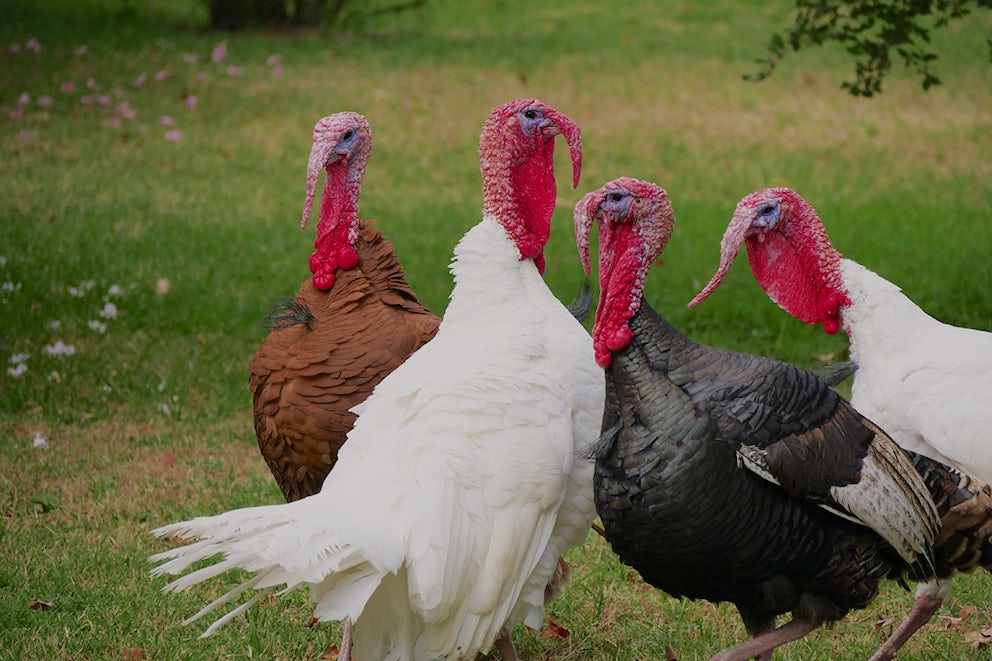 A group of white and brown male turkeys stand together in a group.