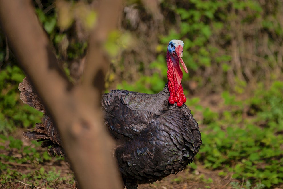 A turkey, standing in the forest, looks directly at the camera it's nose is covered in a pink snood.