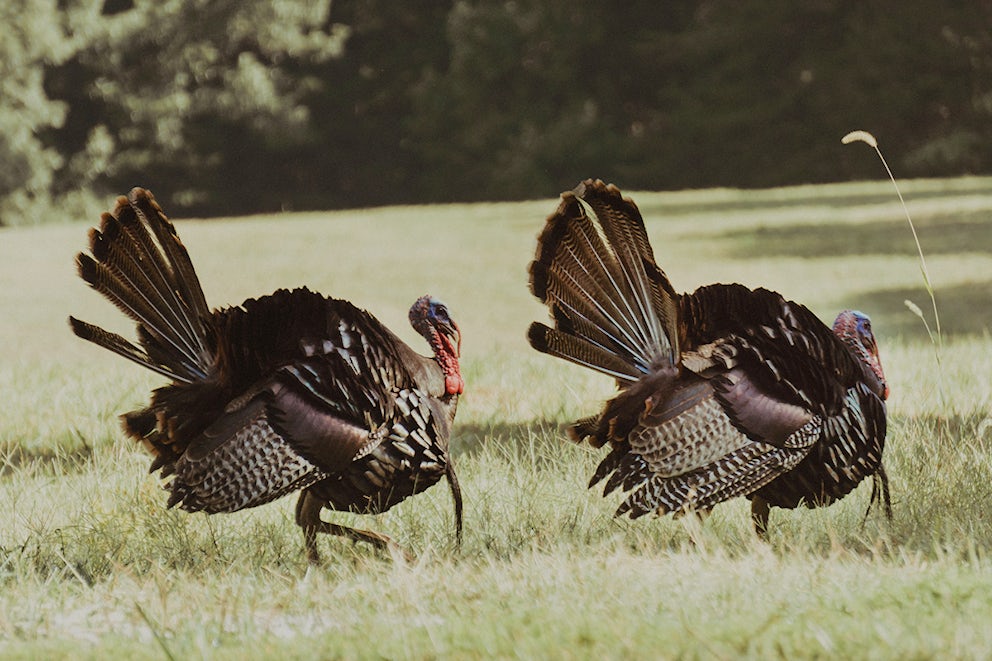 Two male turkeys standing in a field of grass.