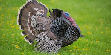 8 Facts You Didn't Know About Turkeys | Heifer International 8 Facts You Didn't Know About Turkeys | Heifer International