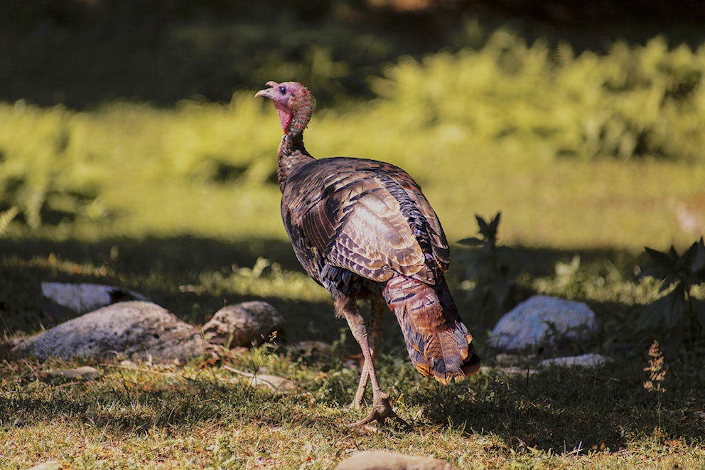 A wild adult turkey stands, not facing the camera. It has gold and brown feathers and is small.