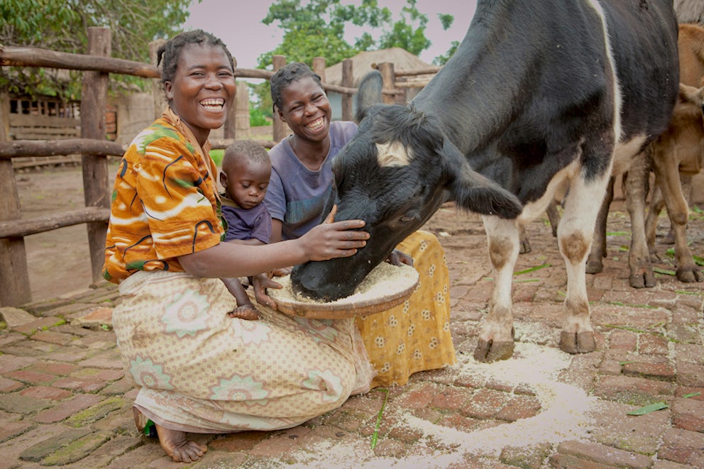 family feeding their cow