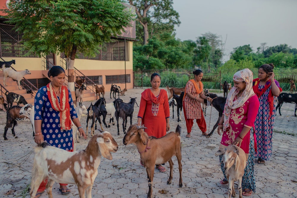 Ladies with Goats