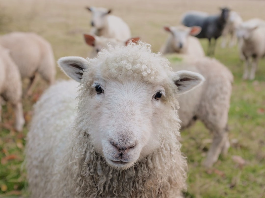 stockphoto-sheep.jpeg?or=0&q=60&crop=fac