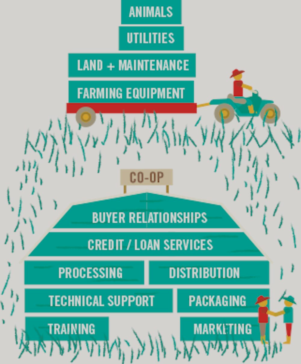 Infographic that shows what the farmer is responsible for in a co-op, including animals, utilities, land and maintenance, and farming equipment, while the co-op helps with the rest.