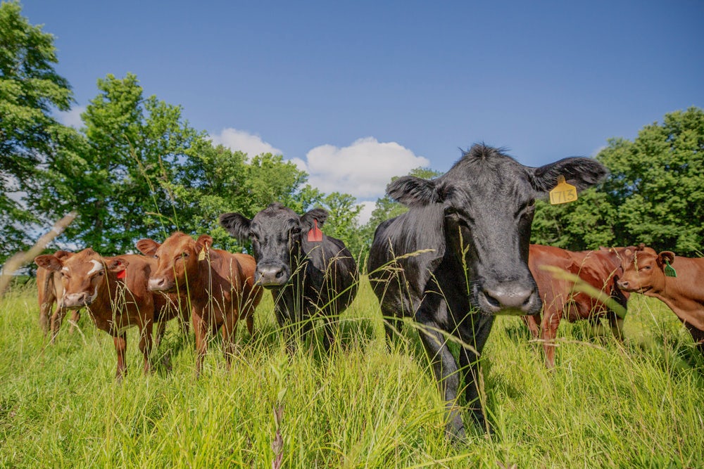 Cypress Valley cows standing in pasture