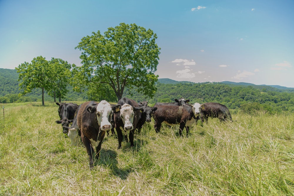 osage creek farm