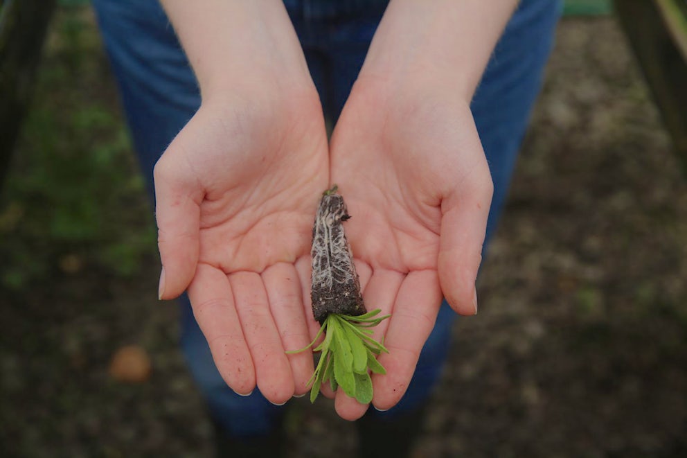 woman holding seedling in her hands