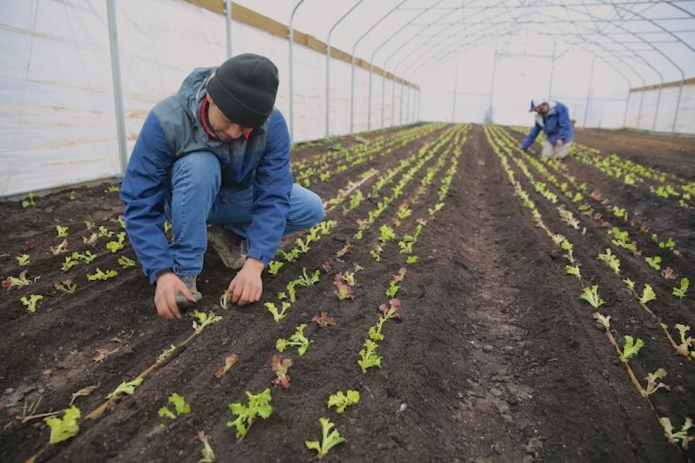 Farmer Planting Tomatoes