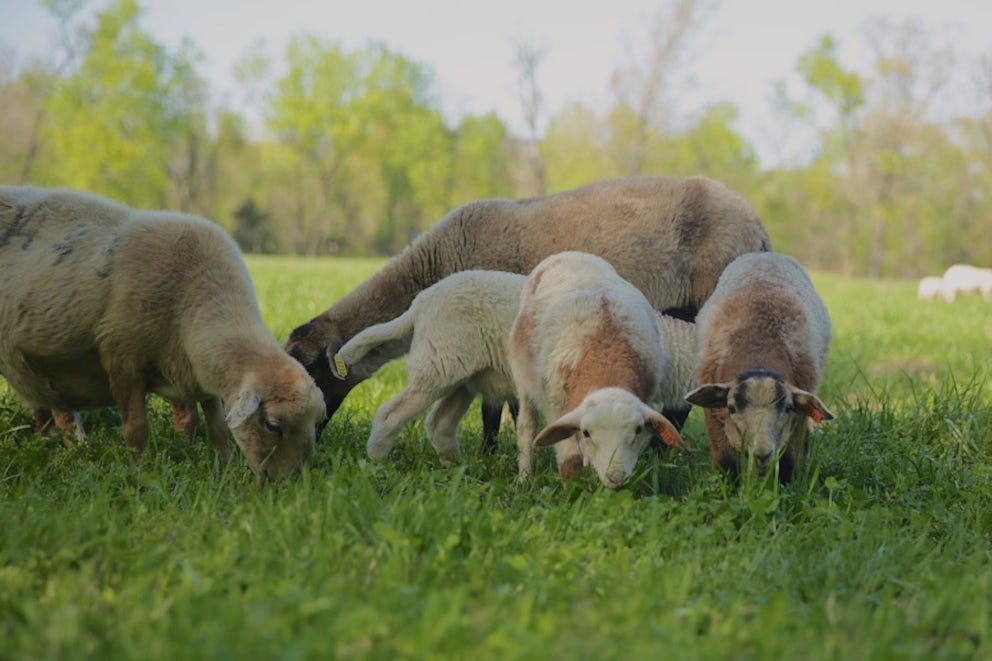 Lambs and sheep in a field eating grass