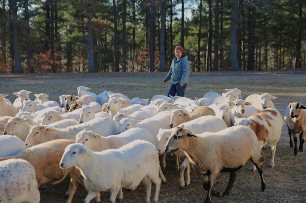 volunteer standing behind heard of sheep