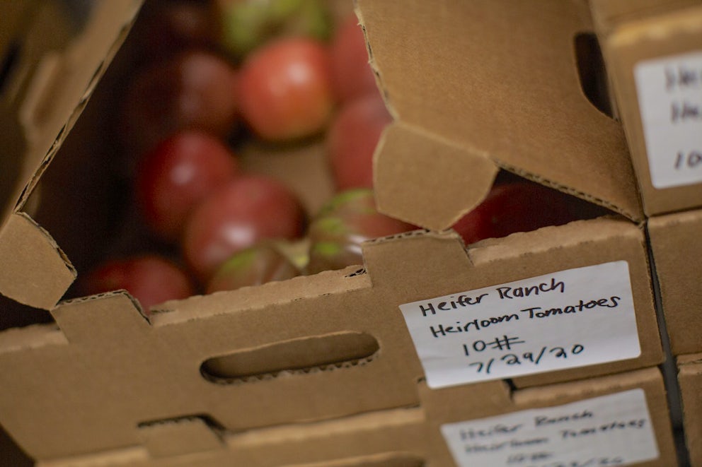 tomatoes in a crate
