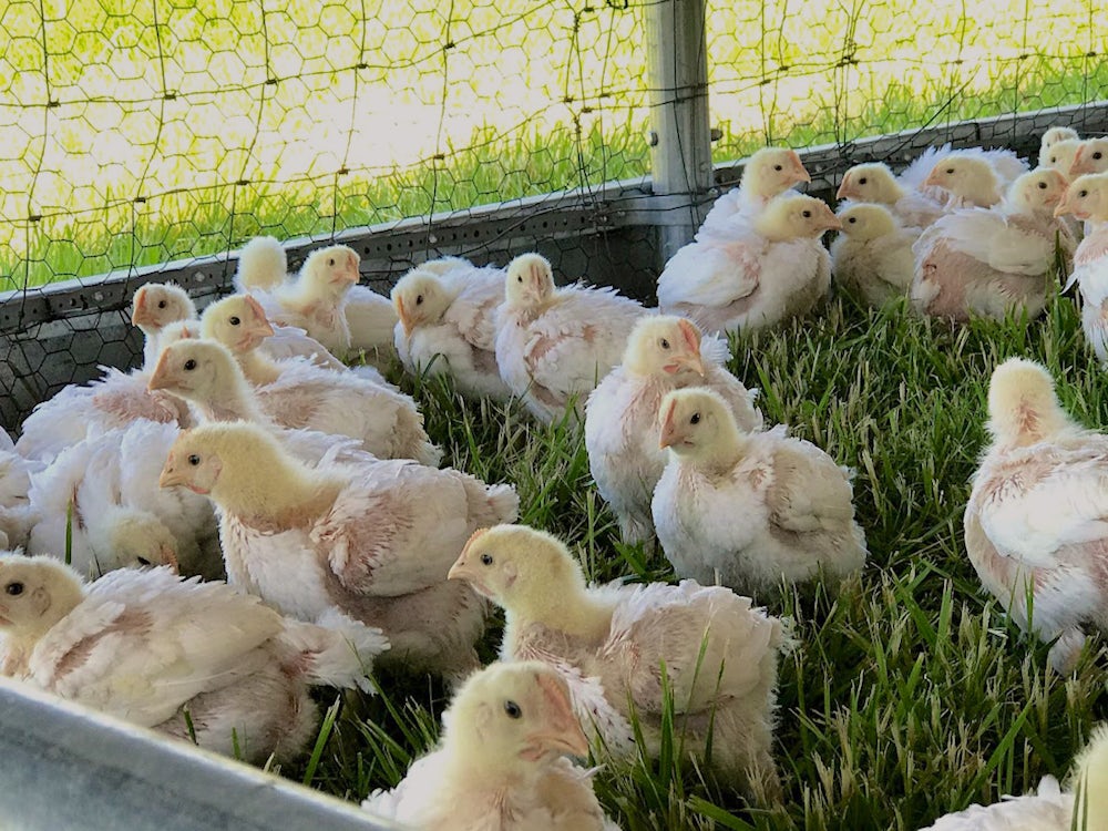 chicks on farm