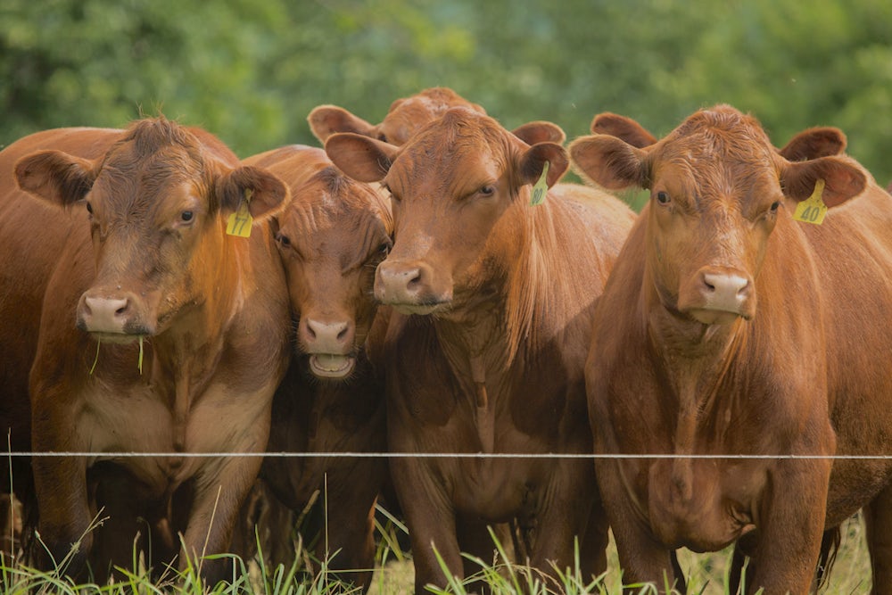 cows standing in a row