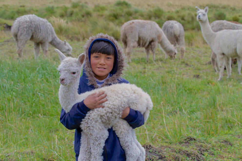 kid holding a baby alpaca