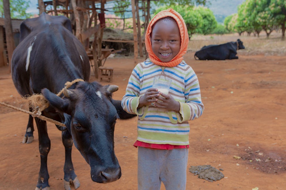 kid standing next to a cow