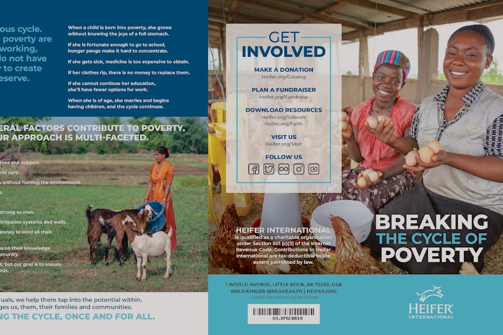 Heifer brochure